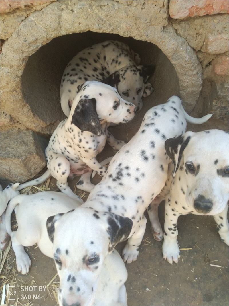 斑点狗，又名大麦盯犬，性格温顺，外观美，