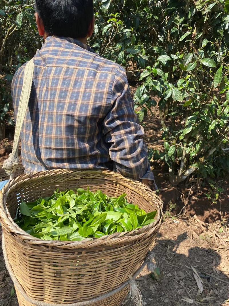 昔归古树茶，2018年，有原料，有饼茶，有龙珠，欢迎定制