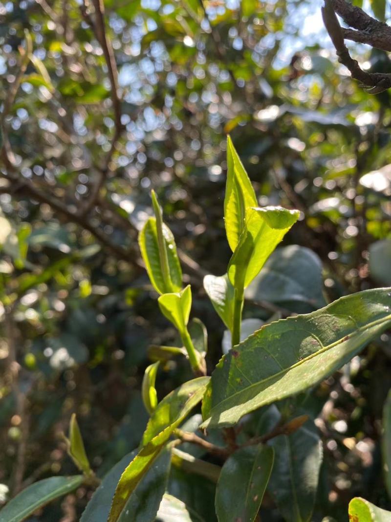 昔归古树茶，2018年，有原料，有饼茶，有龙珠，欢迎定制