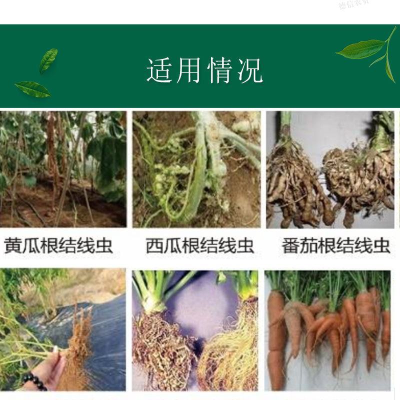 30%噻唑膦微胶囊悬浮剂效果好黄瓜根结线虫