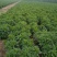 30%噻唑膦微胶囊悬浮剂效果好黄瓜根结线虫