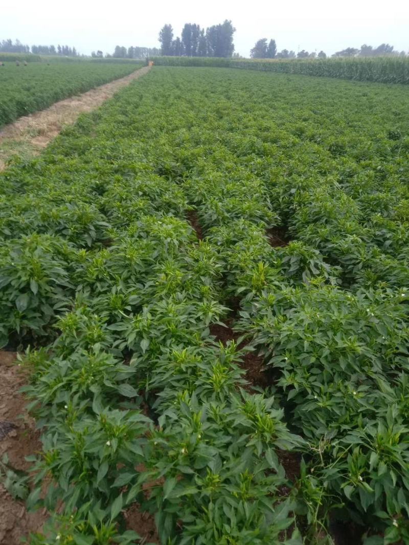 30%噻唑膦微胶囊悬浮剂效果好黄瓜根结线虫