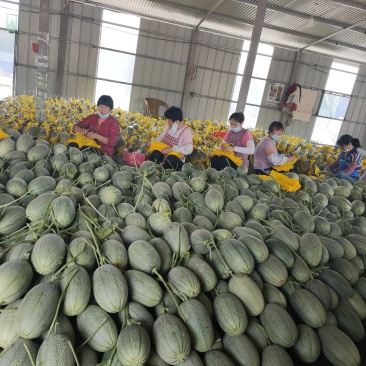 山东寿光小蜜25号甜瓜，种植面积大，产地直供，诚信代办，