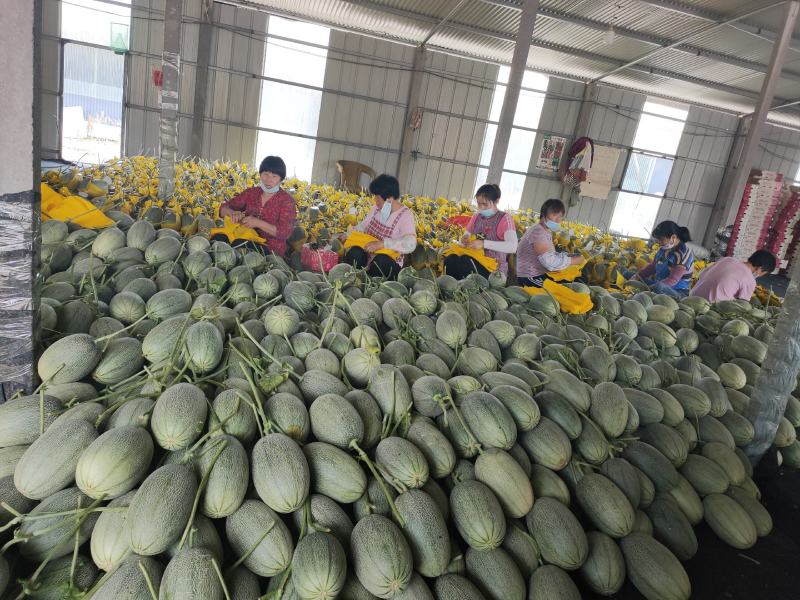 山东寿光小蜜25号甜瓜，种植面积大，产地直供，诚信代办，