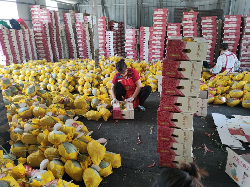 山东寿光小蜜25号甜瓜，种植面积大，产地直供，诚信代办，