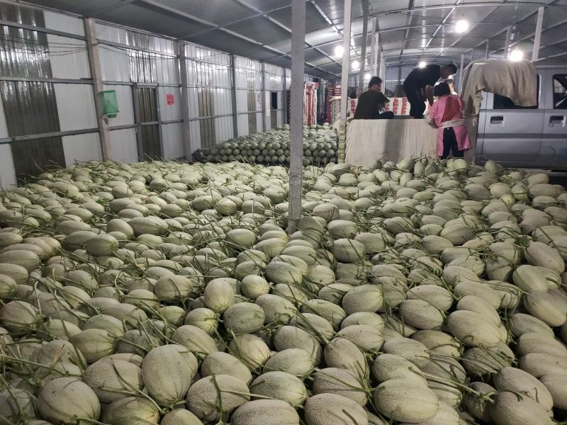 山东寿光小蜜25号甜瓜，种植面积大，产地直供，诚信代办，