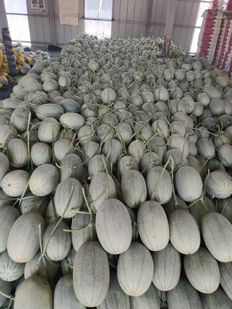 山东寿光小蜜25号甜瓜，种植面积大，产地直供，诚信代办，