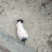 出售巴马香猪，小公猪小母猪猪苗肉猪，各种规格香猪