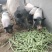 出售巴马香猪，小公猪小母猪猪苗肉猪，各种规格香猪