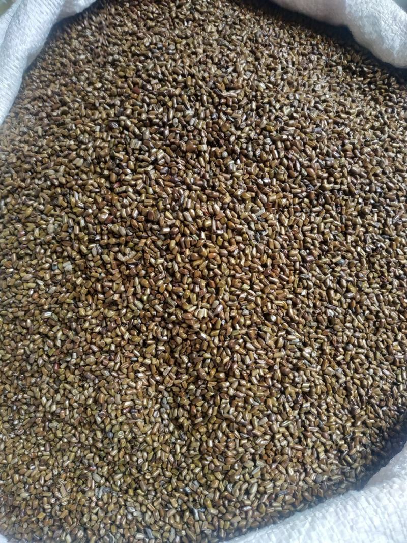 草决明～10公斤包邮～量大优惠～欢迎咨询采购