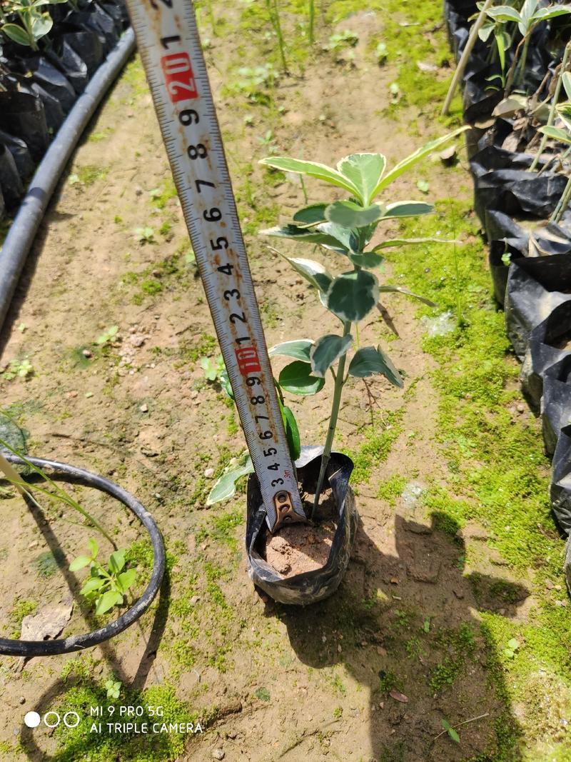 金边黄杨高15到30厘米福建漳州苗木基地种植