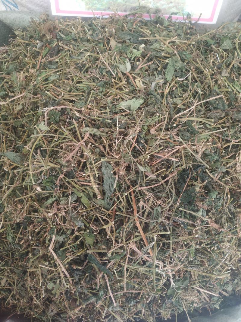 广西玉林精选货~绞股蓝～甜绞股蓝～新货～欢迎老板选购～