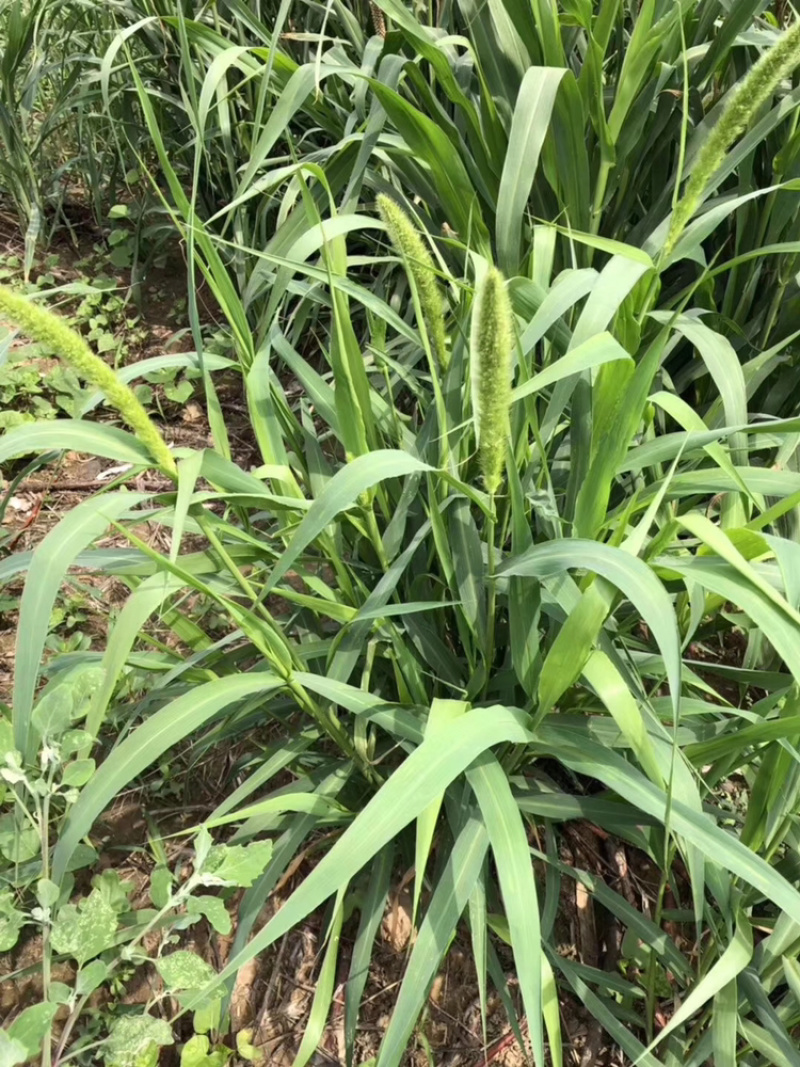 狗尾草种子护坡种子观赏性草种可做绿化牧草用护坡狗尾草