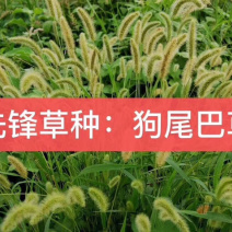 狗尾草种子护坡种子观赏性草种可做绿化牧草用护坡狗尾草