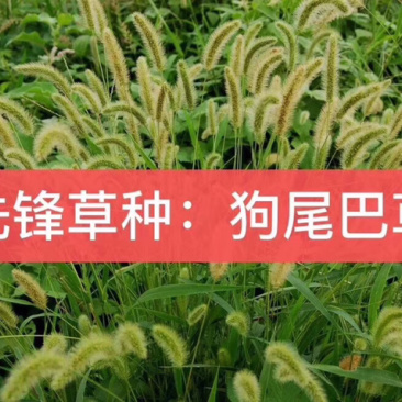 狗尾草种子护坡种子观赏性草种可做绿化牧草用护坡狗尾草