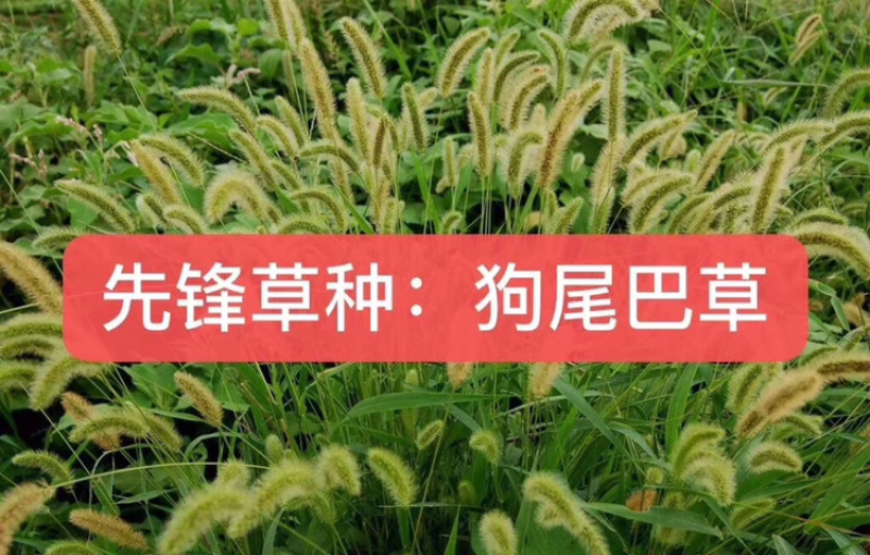 狗尾草种子护坡种子观赏性草种可做绿化牧草用护坡狗尾草