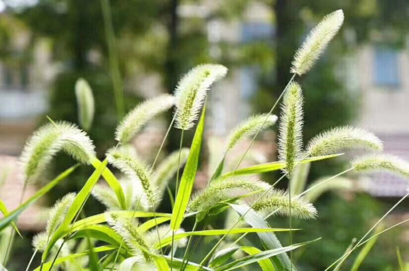 狗尾草种子护坡种子观赏性草种可做绿化牧草用护坡狗尾草