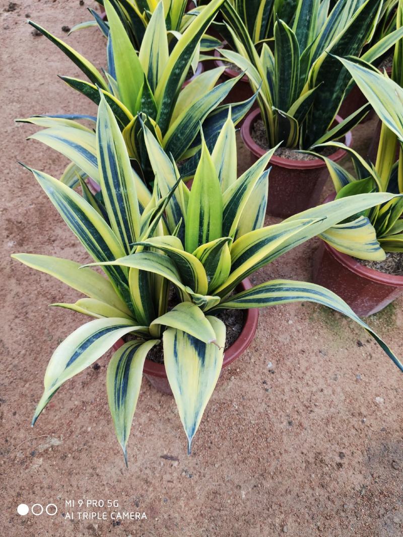 虎皮兰高70厘米福建漳州花卉5到6个装金边虎皮兰