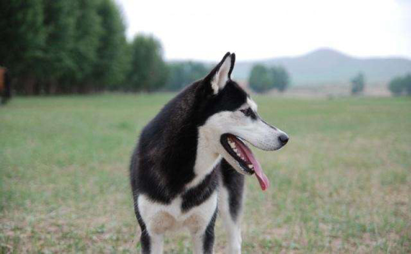 精品哈士奇宠物犬二个月三个月幼犬对外出售