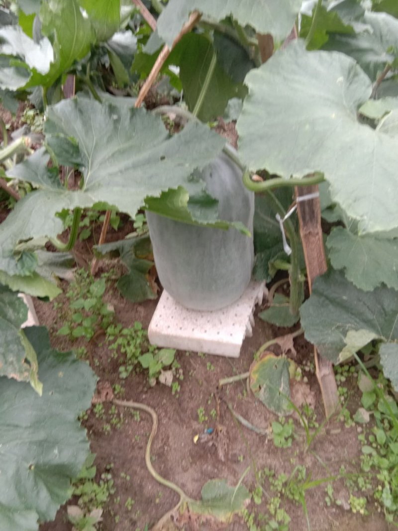 白灰冬瓜，吊冬瓜