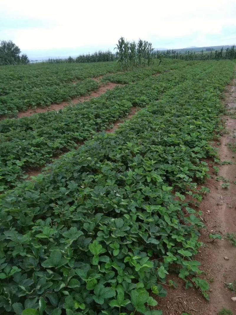 【红颜品质种苗】辽宁红颜生产草莓苗脱毒草莓苗大量有货