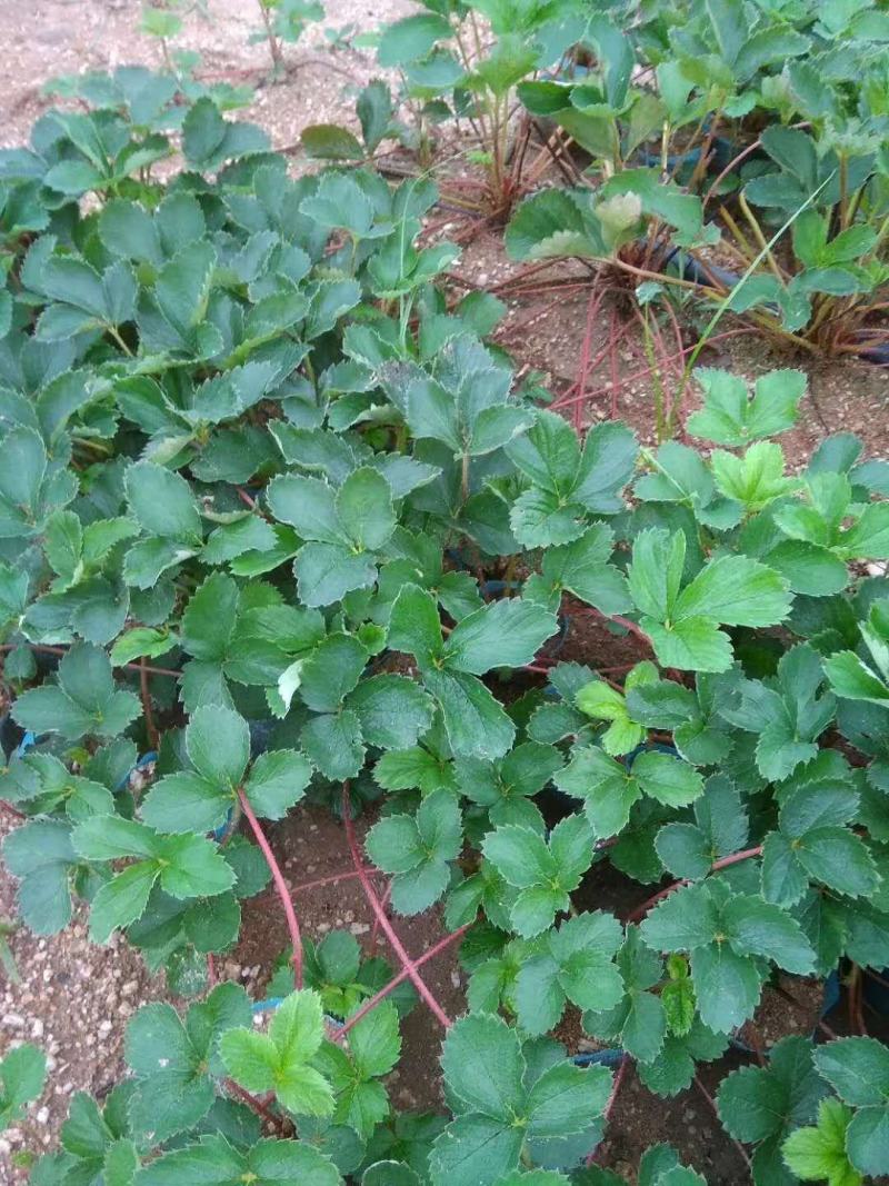 【红颜品质种苗】辽宁红颜生产草莓苗脱毒草莓苗大量有货