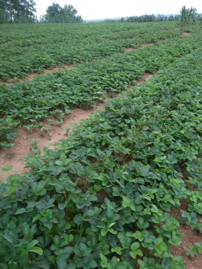【红颜品质种苗】辽宁红颜生产草莓苗脱毒草莓苗大量有货
