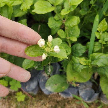 茉莉花盆景福建漳州苗木基地盆栽基地批发农户