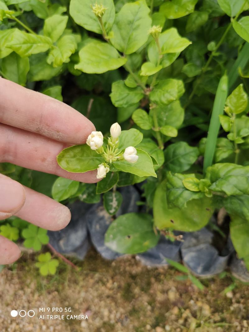 茉莉花盆景福建漳州苗木基地盆栽基地批发农户