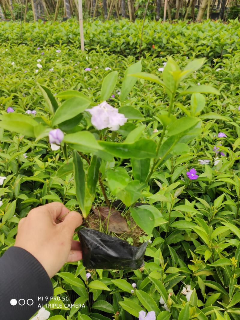 茉莉花盆景福建漳州苗木基地盆栽基地批发农户