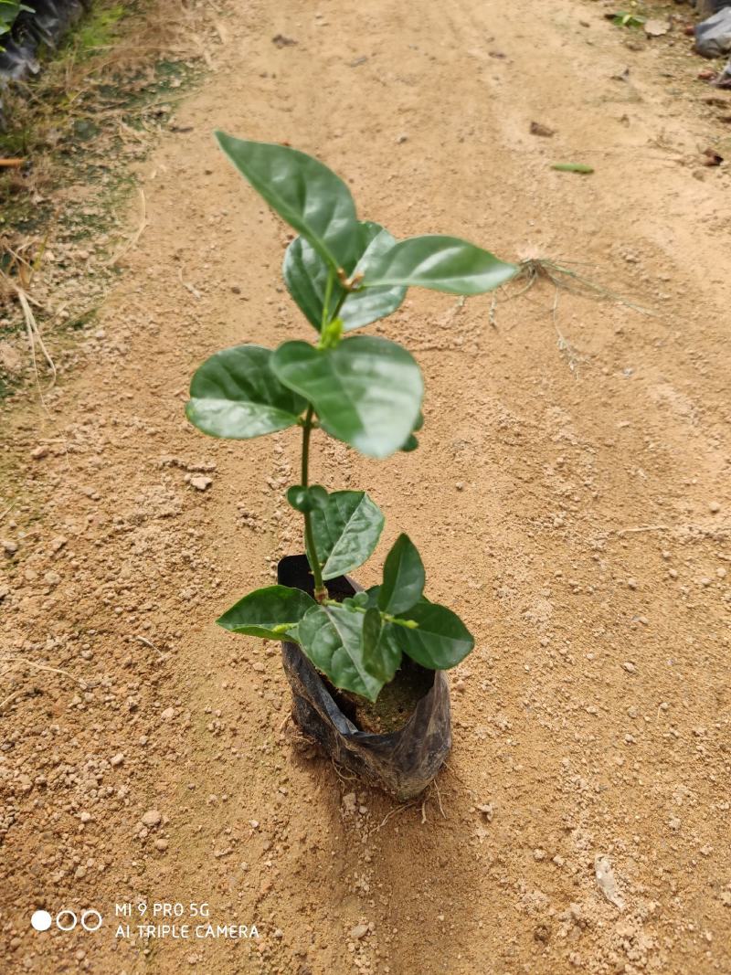 茉莉花盆景福建漳州苗木基地盆栽基地批发农户