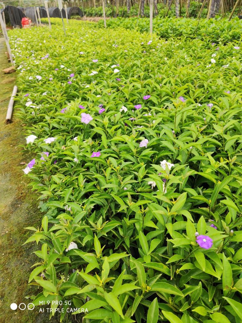 茉莉花盆景福建漳州苗木基地盆栽基地批发农户