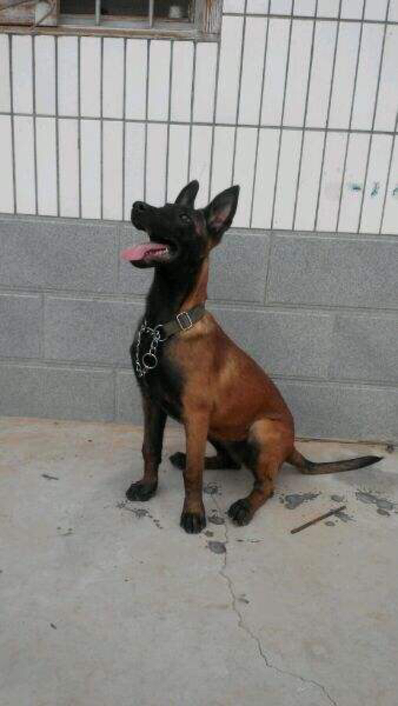 精品爆红马犬猛犬二个月三个月大向外出售🔥🔥