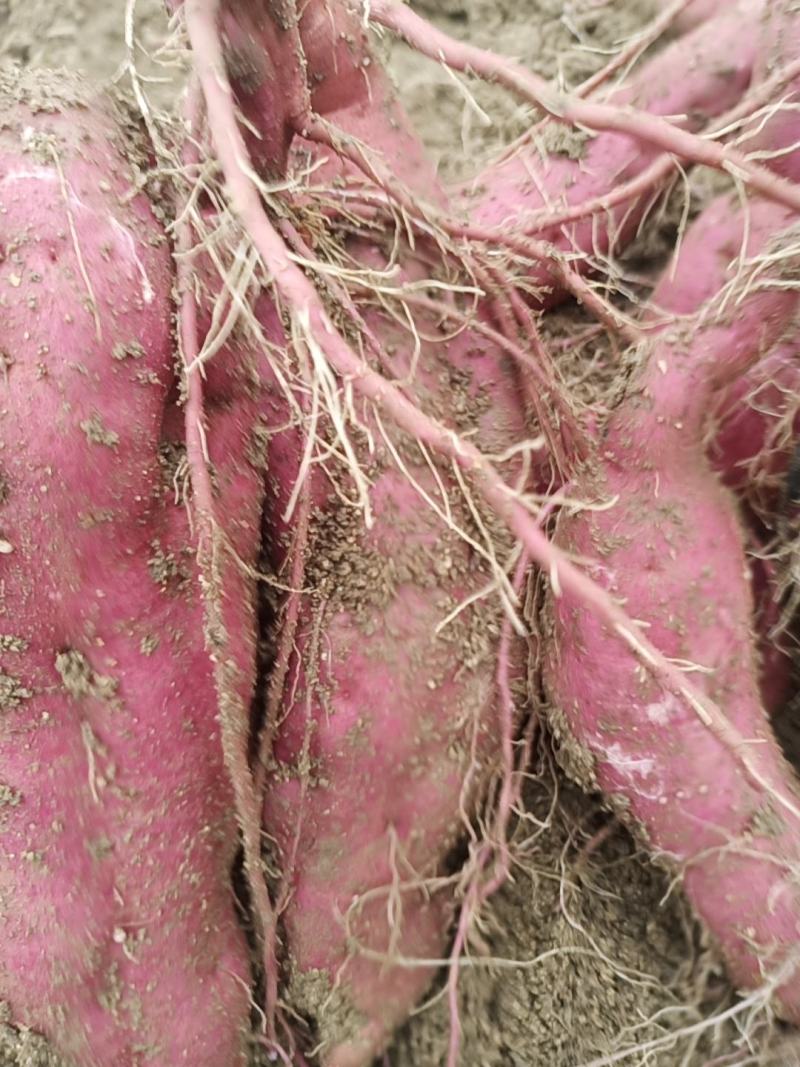 城固县红薯红皮白芯真好吃甜面现货无筋3两以上