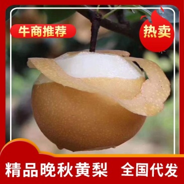 秋月梨。超甜口感。全国代发。欢迎咨询。。