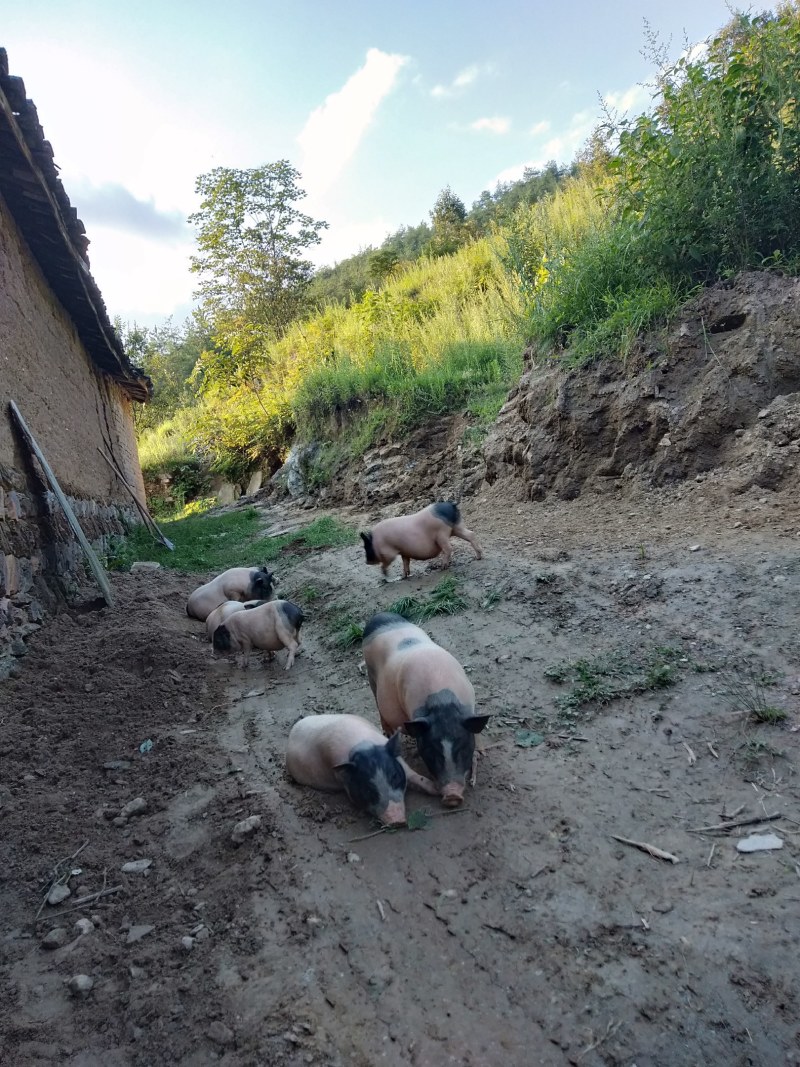 出售巴马香猪，小公猪小母猪猪苗肉猪，各种规格香猪