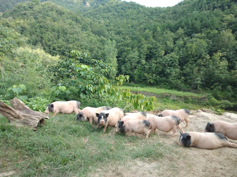 出售巴马香猪，小公猪小母猪猪苗肉猪，各种规格香猪