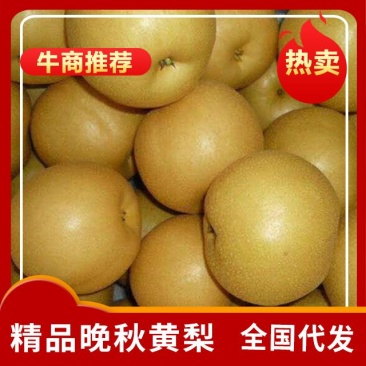 牛商推荐。晚秋黄梨，一手货源保质保量，全国代发。价格优惠