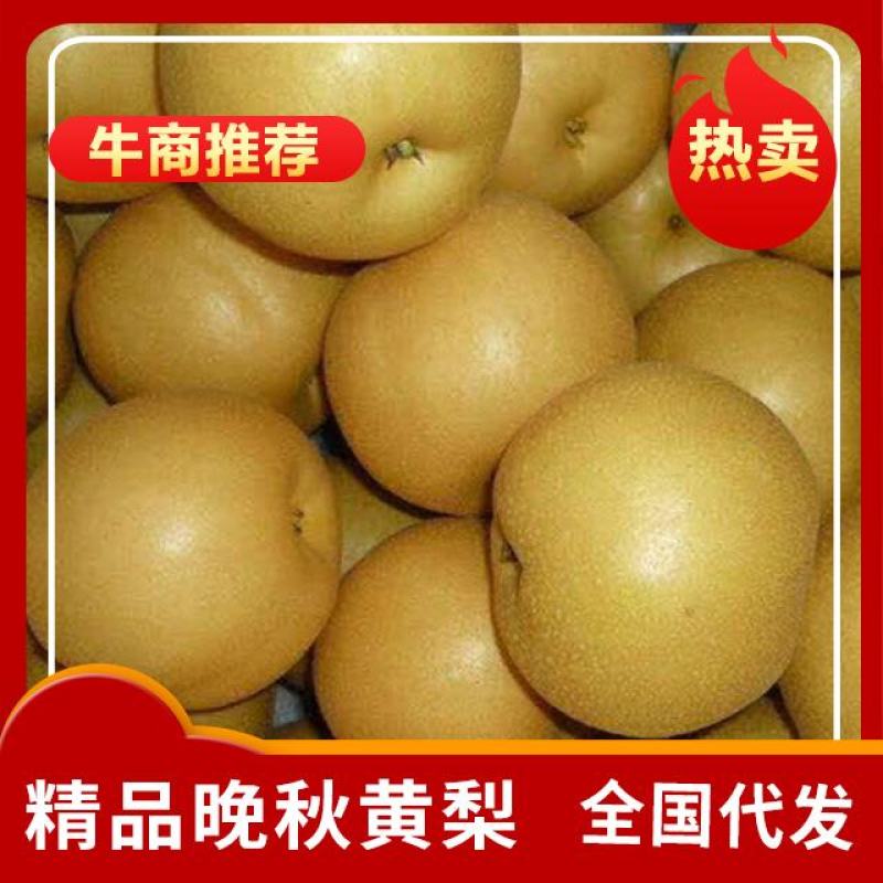 牛商推荐。晚秋黄梨，一手货源保质保量，全国代发。价格优惠