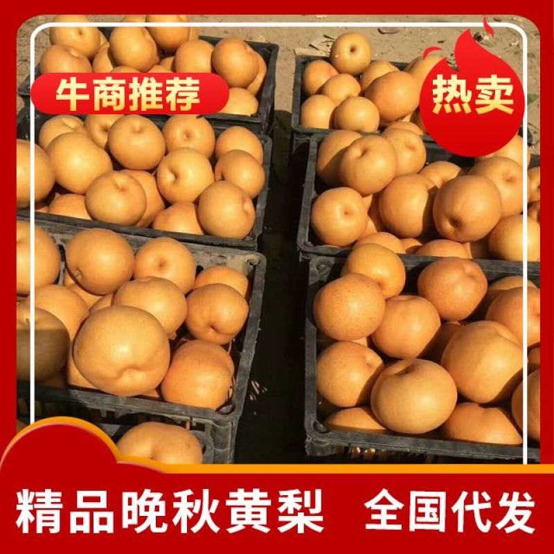 晚秋黄梨纸袋大量供应。一手货源。全国代发。诚信代办