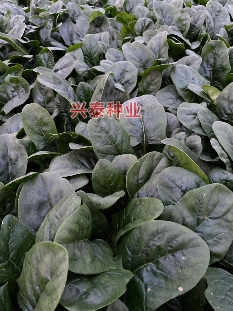 杂交菠菜种子、株型直立圆叶肥厚宽大、抗病好耐寒