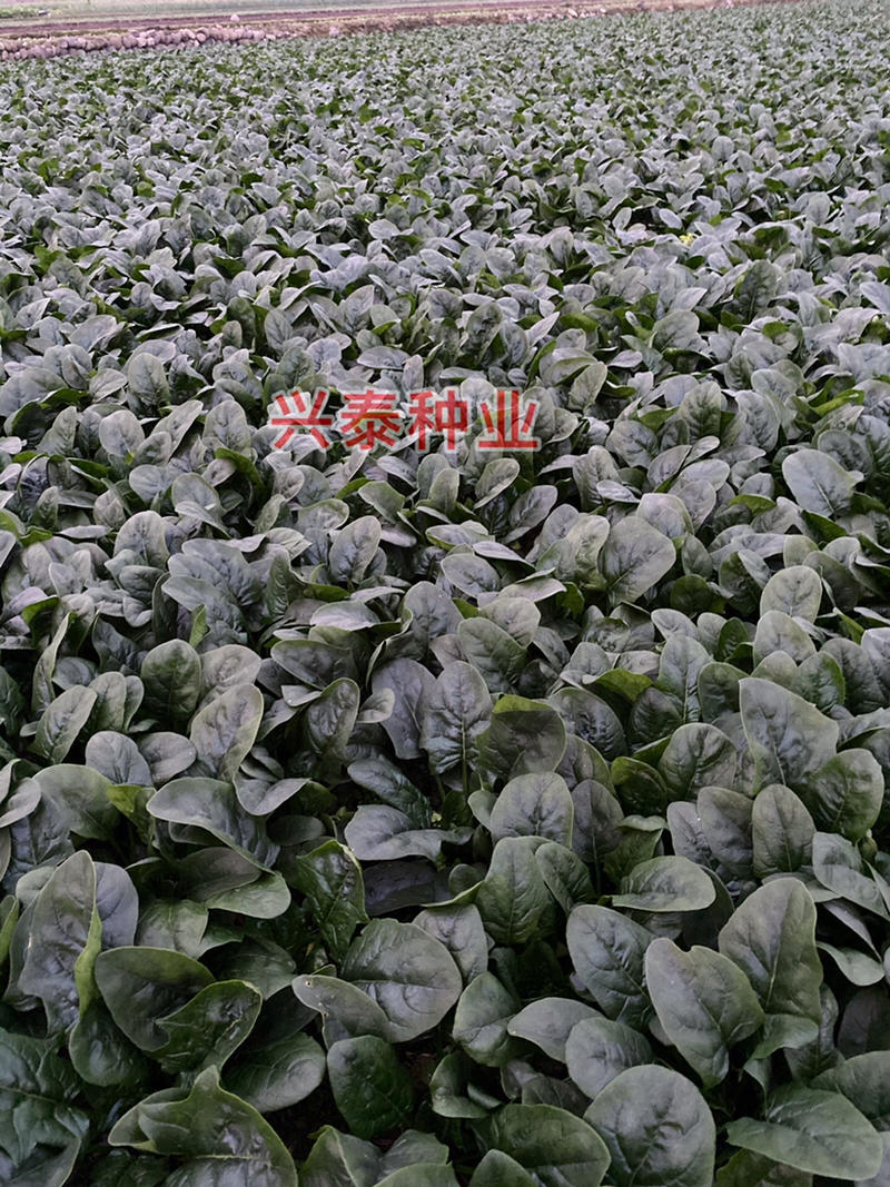 杂交菠菜种子、株型直立圆叶肥厚宽大、抗病好耐寒
