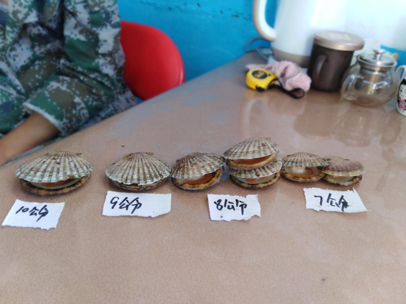 正宗长岛夏怡贝北隍直发