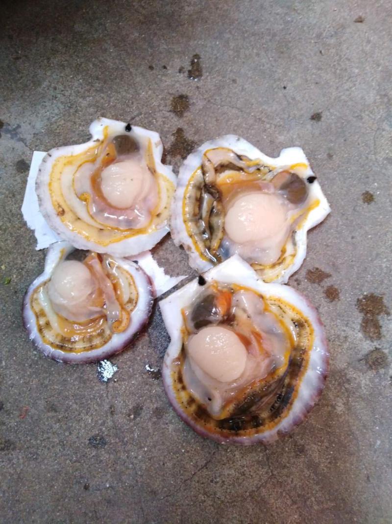 正宗长岛夏怡贝北隍直发