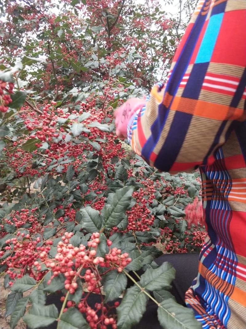 花椒（甘肃省秦安县大红袍花椒）