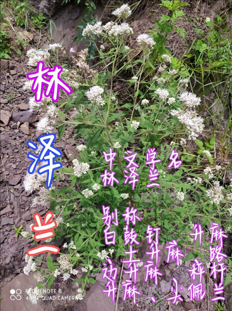 贵州毕节古夜郎大地野生中药材林泽兰称杆麻