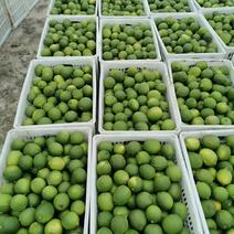 柠檬，正宗安岳尤力克，自家果园，当年鲜果大量现货出货。