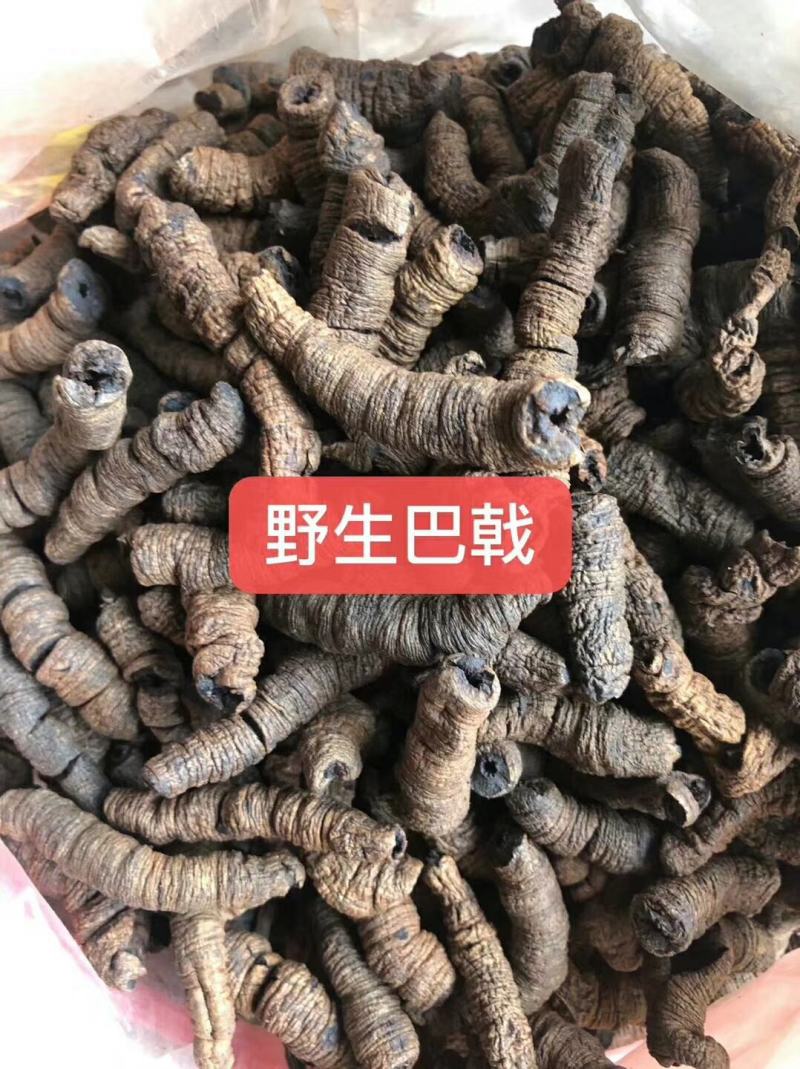 广东正宗德庆巴戟，可泡酒，煲汤