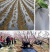 黑地膜除草果园农用地膜蔬菜大棚塑料薄膜保温膜防草膜包邮