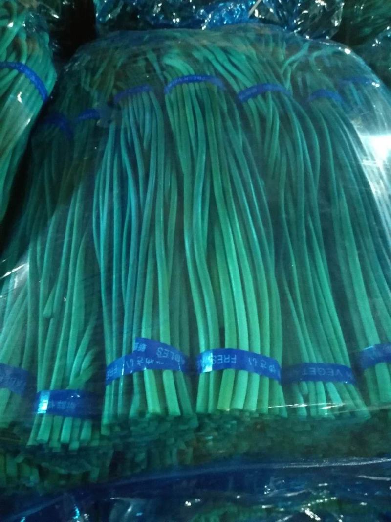 【蒜薹】正宗山东红帽蒜苔一手货源量大从优【坏单包赔】